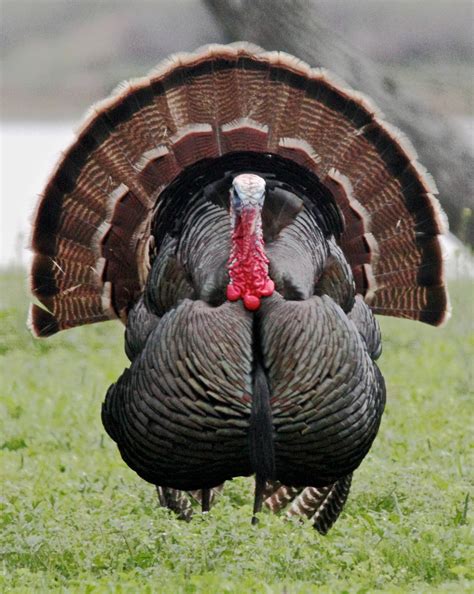 free photos of turkeys